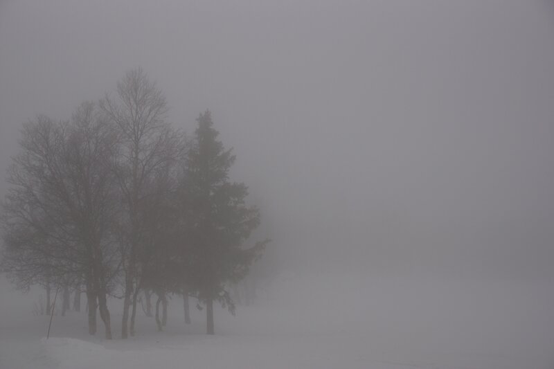 Sapins solitaires