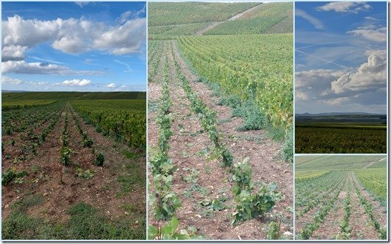 nettoyage vignes2