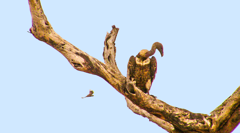 Parc de Tarangire, vautours