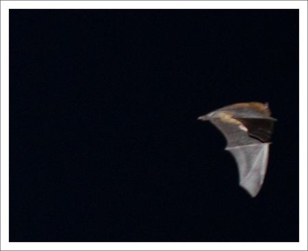 ville_QM_chauve_souris_3_profil_080311