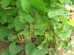 Mûres géantes du jardin juillet 2012 002