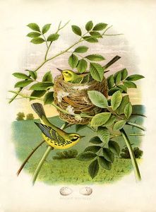 yellow-birds-nest-vintageimage-Graphics-Fairysm