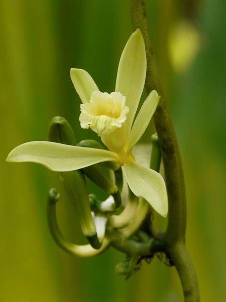 Vanilla sp.