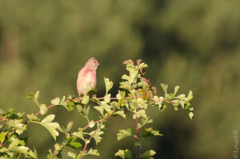 Linotte mélodieuse - Carduelis cannabina (4)