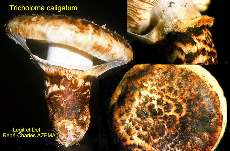 Tricholoma caligatum 1983 10 RC Azema (mont)