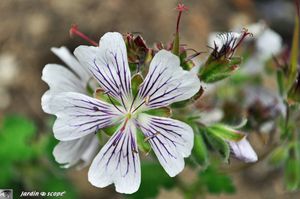 Géranium renardii