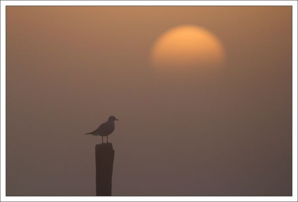 Pave lulu mouette soleil matin brume 061212