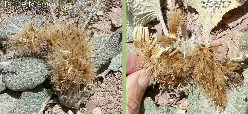 akènes jaunâtres glabres longs de 10 mm environ