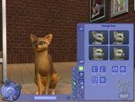 pettrainer_cat1