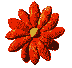 soucis_orange