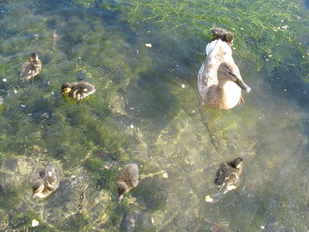 famille_canards