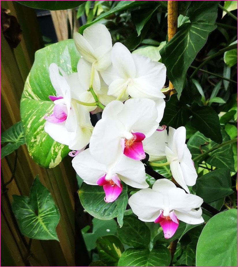 orchiblanc2