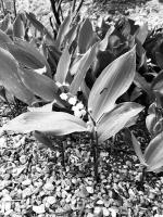 muguet N&B
