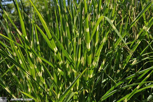 Miscanthus sinensis zebrinus