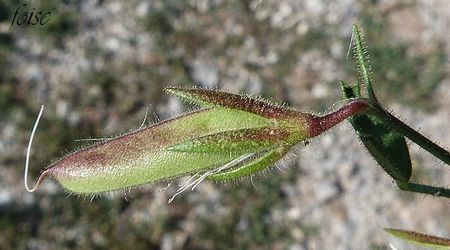 gousse 15-20 mm velue-glanduleuse