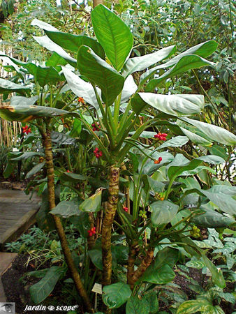 CIMG1427_Aglaonema