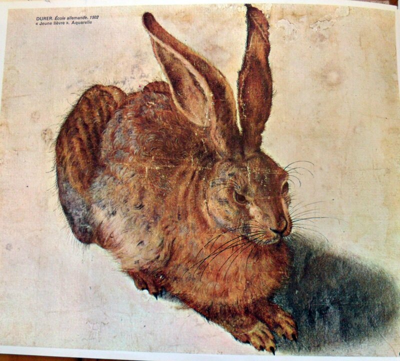 lièvre (Dürer)