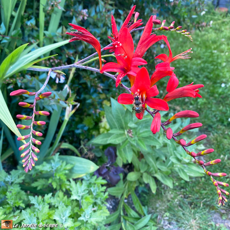 Crocosmia