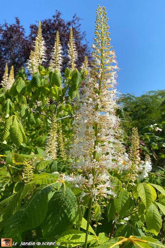 Aesculus-parviflora-3v