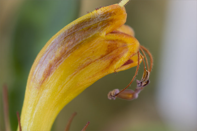 Macro fleur plante verte 4 280822