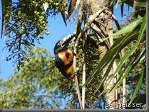 Aracari, ein Art von Toukan