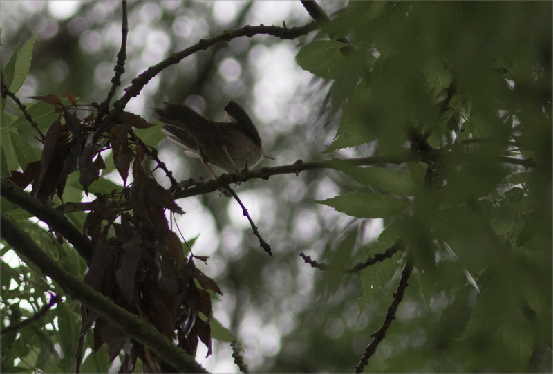 Oiseau Bouscarle 1 180621