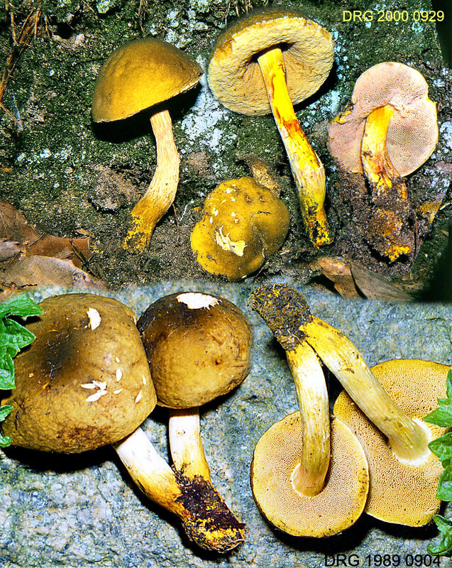 Tylopilus virens 2000 0929 02 abc