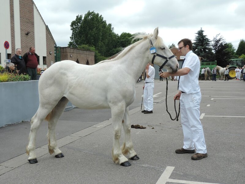 Fanie de l'Ecurie - 21 Juin 2016 - Concours d'élevage local - Thérouanne - 2e (1 an)