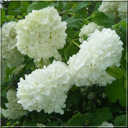 neige