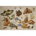 <b>Jan</b> <b>van</b> <b>Kessel</b> <b>the</b> <b>Elder</b> (Antwerp 1626 - 1679), A Swallowtail (Papilio machaon), Red Admiral (Vanessa atalanta) and other insect