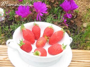 Fraises___la_menthe_du_jardin_et___la_chantilly_menthol_e_002