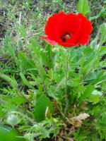 Gentil coquelicot !