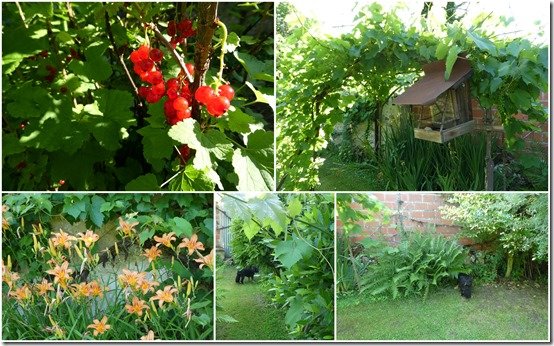 jardin 24 juin 20234