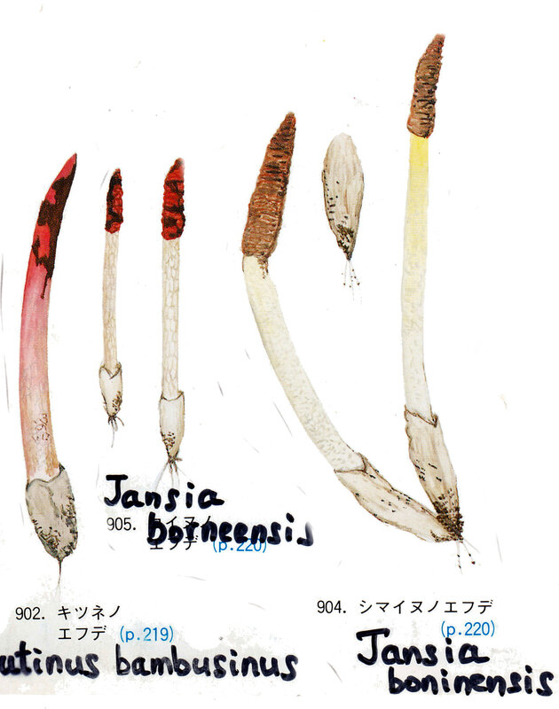 Jansia Mutinus IH2 pl 136_1989 Gasteromycetes