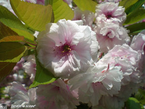 Cerisier_grosses_fleurs