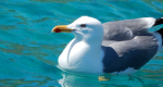 Mouette au sud de Dugi Otok 150416