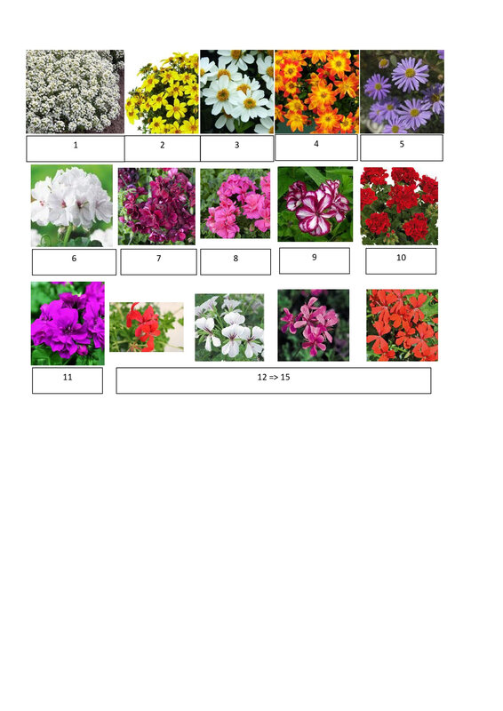 vente de fleur_page-0003