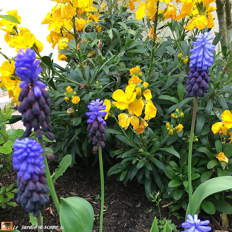 Muscari-latifolium