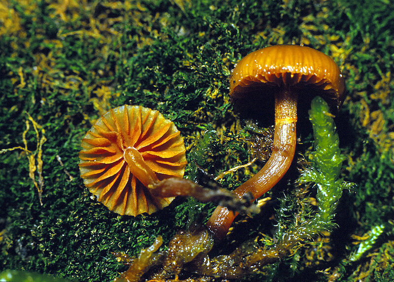 Galerina unicolor 1987 1122 (1)