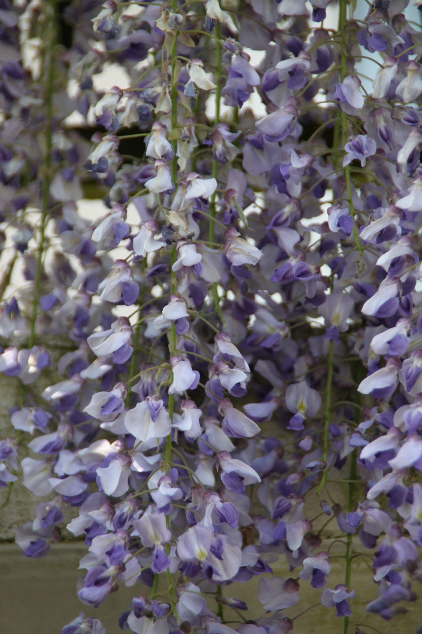 Glycine