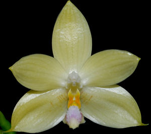 Phalaenopsis_floresensis