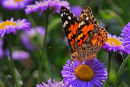 Belle dame sur fleur mauve