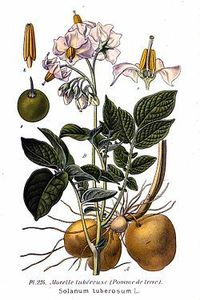 Pomee de terre (Solanum_tuberosum)