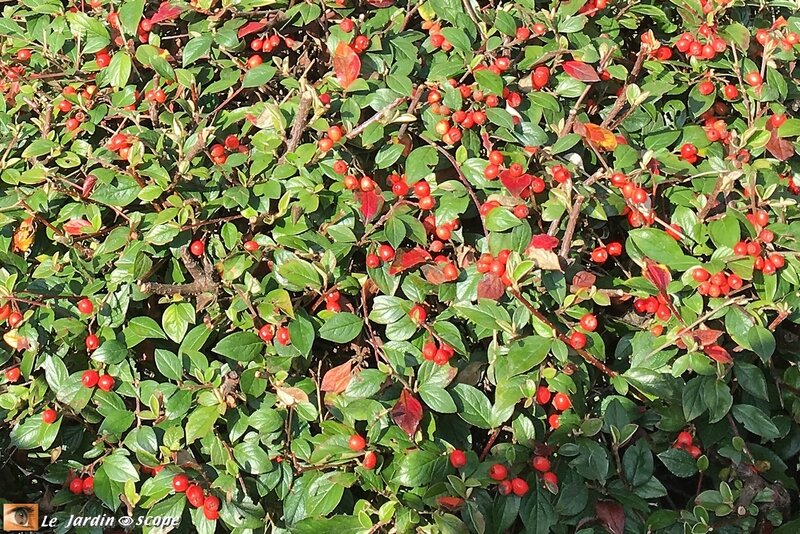 Cotoneaster