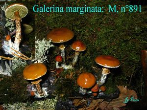 galerina marginata n°891