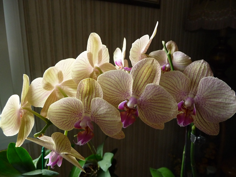 orchidée de Tom 2