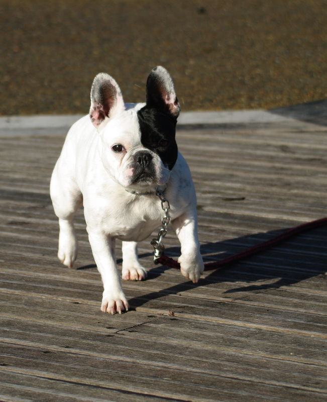 Bouledogue fran ais caille Le coeur vend en