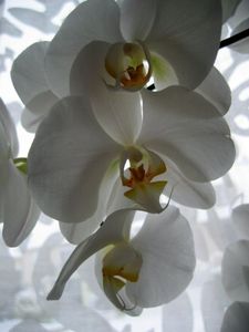 blog_orchid_e
