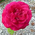 La rose Edith <b>Piaf</b>