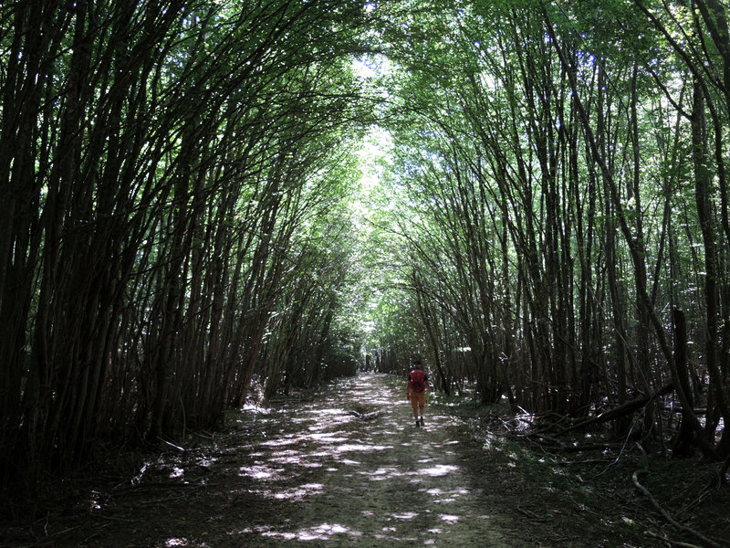 Chaulgnes, Tigran, chemin forestier, les Bertranges